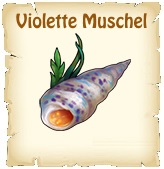 Violette Muschel